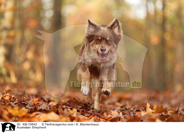 Australian Shepherd / Australian Shepherd / KB-10642