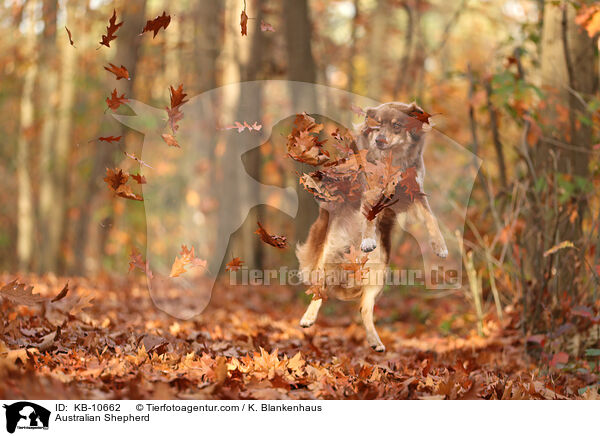 Australian Shepherd / Australian Shepherd / KB-10662