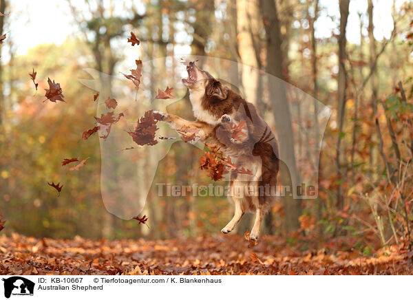 Australian Shepherd / Australian Shepherd / KB-10667