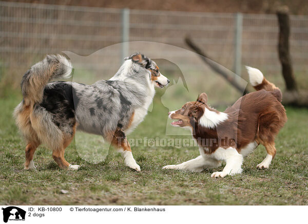 2 dogs / KB-10800