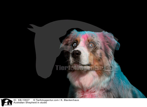 Australian Shepherd im Studio / Australian Shepherd in studio / KB-10827