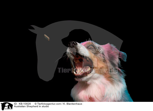 Australian Shepherd in studio / KB-10828