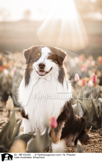 Australian Shepherd Rde / male Australian Shepherd / NP-03340