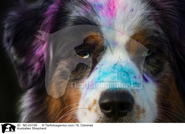 Australian Shepherd / Australian Shepherd / NC-03106