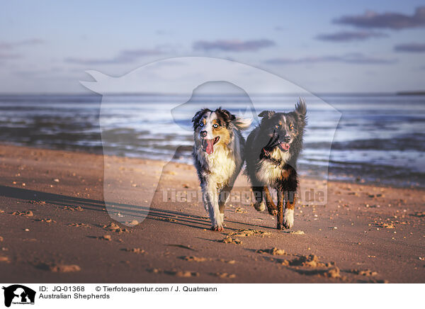 Australian Shepherds / JQ-01368