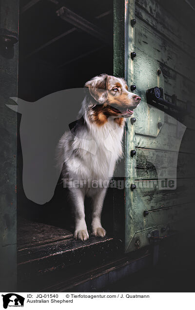 Australian Shepherd / Australian Shepherd / JQ-01540