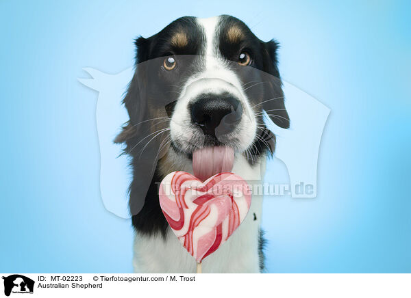 Australian Shepherd / MT-02223