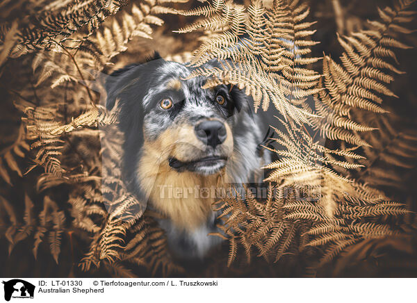 Australian Shepherd / Australian Shepherd / LT-01330