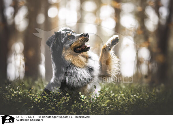 Australian Shepherd / Australian Shepherd / LT-01331