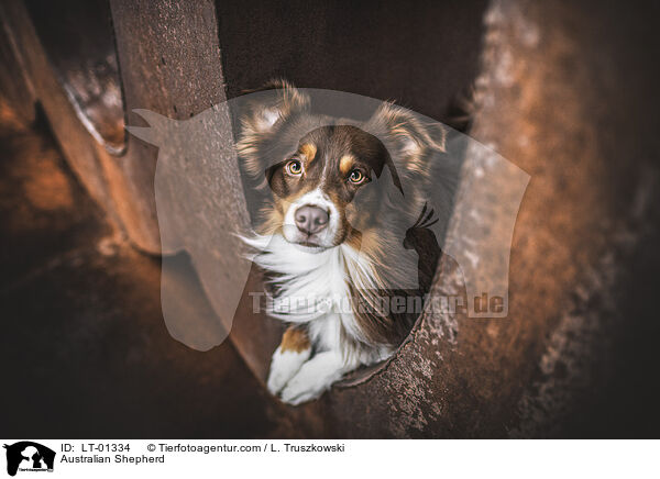 Australian Shepherd / Australian Shepherd / LT-01334