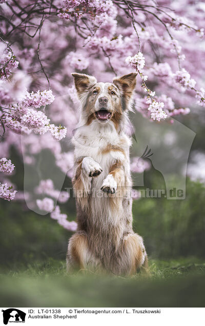 Australian Shepherd / LT-01338