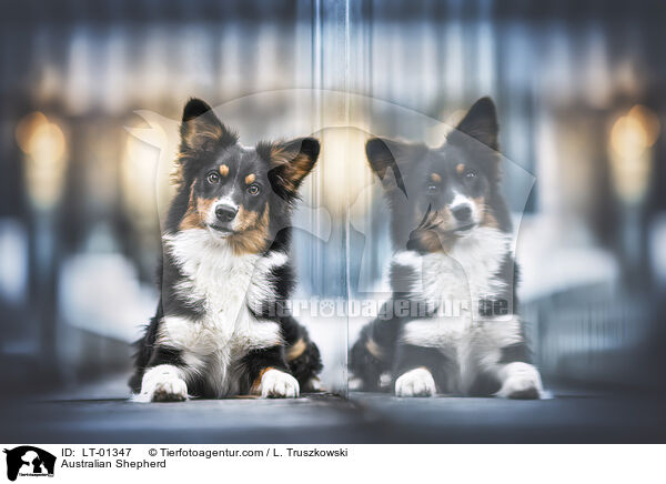 Australian Shepherd / Australian Shepherd / LT-01347