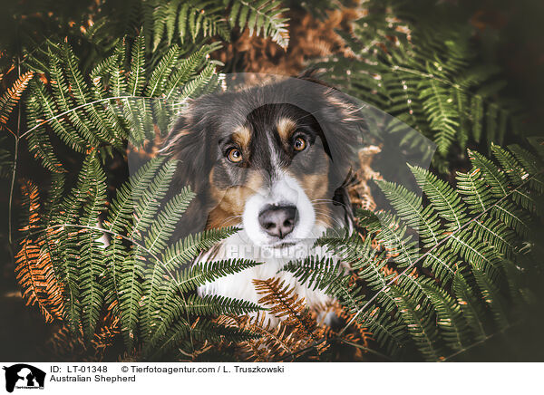 Australian Shepherd / Australian Shepherd / LT-01348