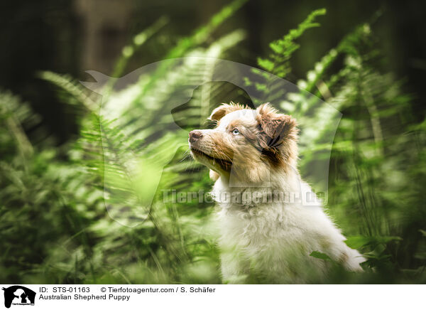 Australian Shepherd Welpe / Australian Shepherd Puppy / STS-01163