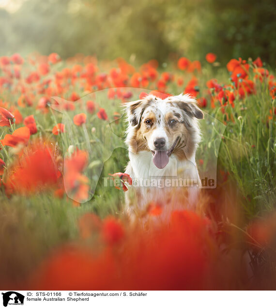 Australian Shepherd Hndin / female Australian Shepherd / STS-01166