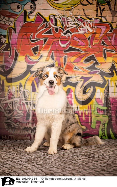 Australian Shepherd / Australian Shepherd / JAM-04334