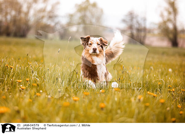 Australian Shepherd / JAM-04579