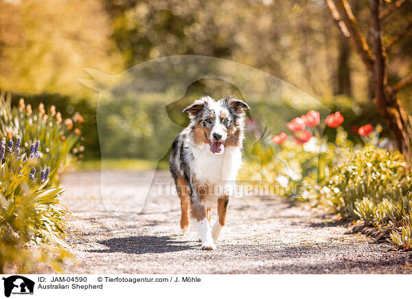 Australian Shepherd / JAM-04590