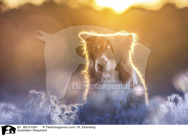 Australian Shepherd / Australian Shepherd / BE-01081