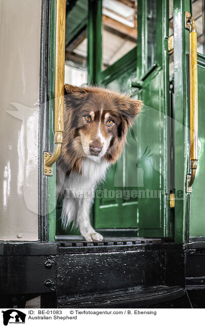 Australian Shepherd / Australian Shepherd / BE-01083