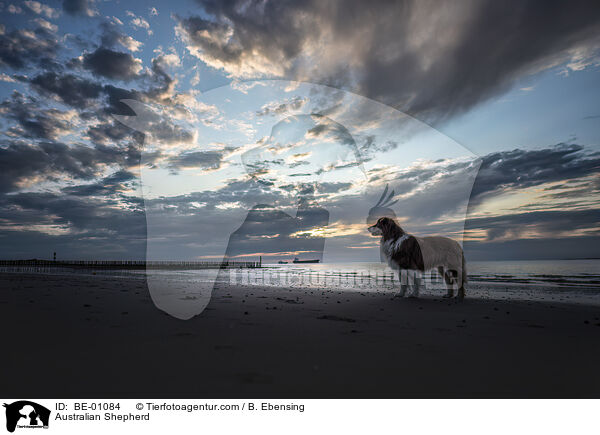Australian Shepherd / Australian Shepherd / BE-01084