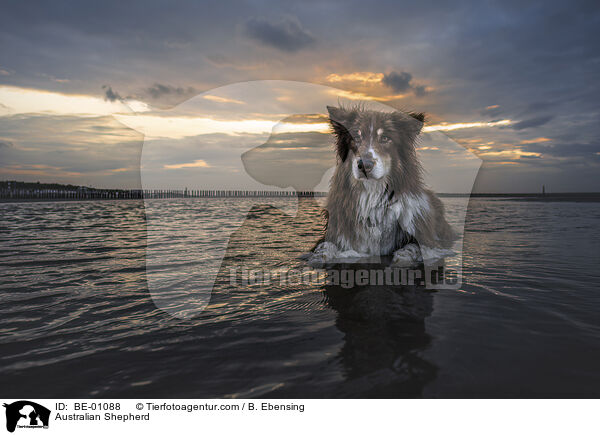 Australian Shepherd / BE-01088