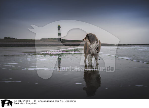 Australian Shepherd / Australian Shepherd / BE-01090