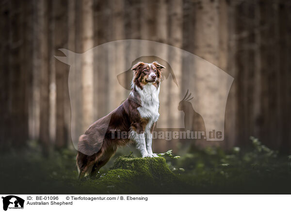 Australian Shepherd / BE-01096