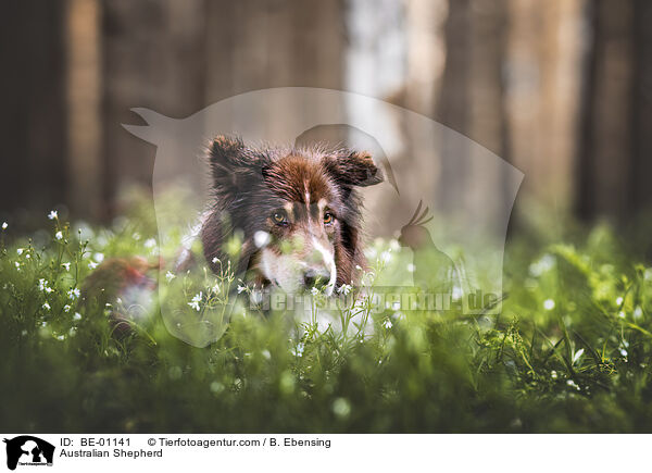 Australian Shepherd / Australian Shepherd / BE-01141