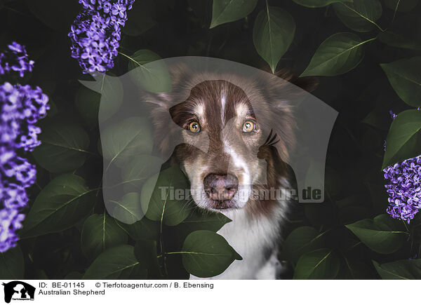 Australian Shepherd / Australian Shepherd / BE-01145