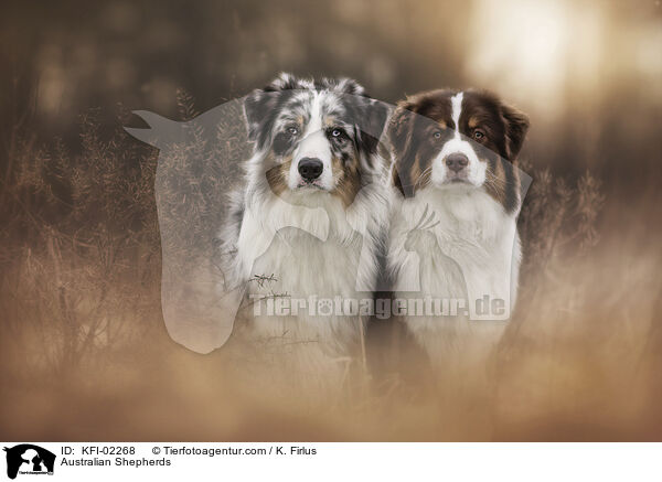 Australian Shepherds / Australian Shepherds / KFI-02268