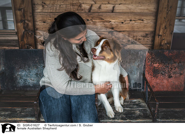 Australian Shepherd Hndin / female Australian Shepherd / SGR-01627