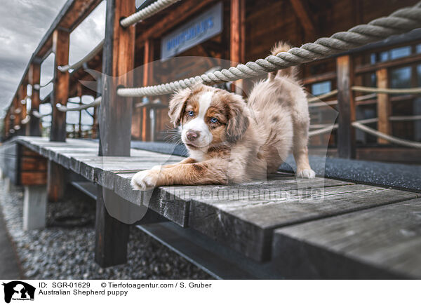 Australian Shepherd Welpe / Australian Shepherd puppy / SGR-01629