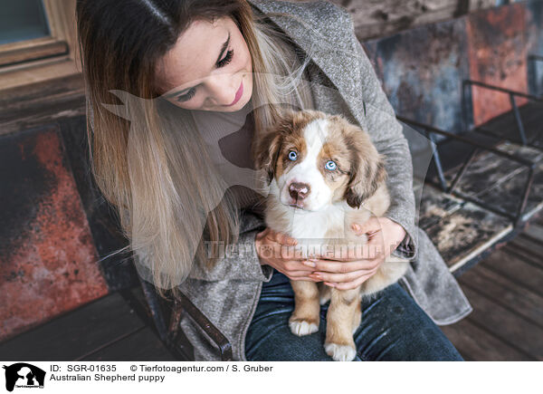 Australian Shepherd Welpe / Australian Shepherd puppy / SGR-01635