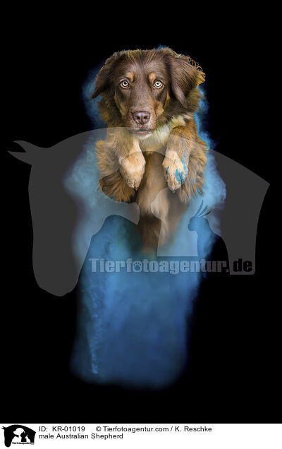 Australian Shepherd Rde / male Australian Shepherd / KR-01019