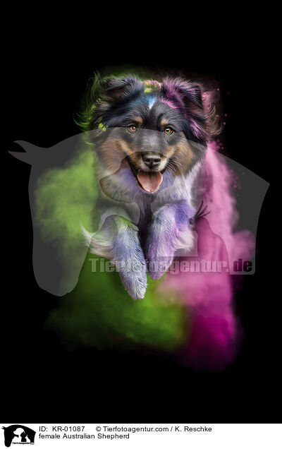 female Australian Shepherd / KR-01087