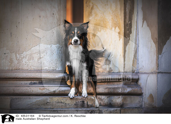 Australian Shepherd Rde / male Australian Shepherd / KR-01164