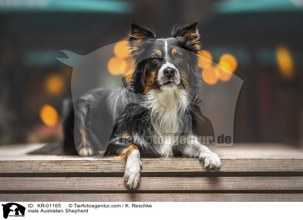 Australian Shepherd Rde / male Australian Shepherd / KR-01165