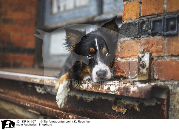 Australian Shepherd Rde / male Australian Shepherd / KR-01167