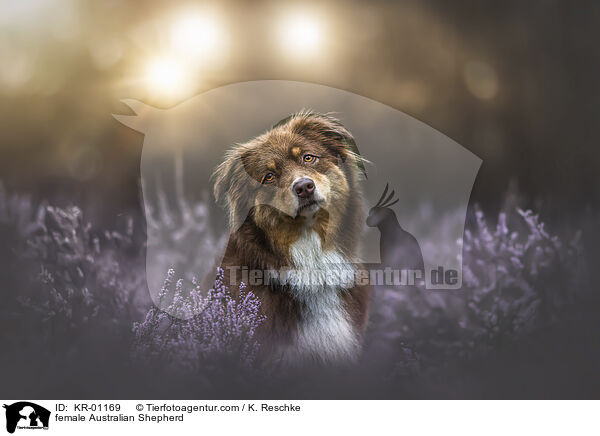 Australian Shepherd Hndin / female Australian Shepherd / KR-01169