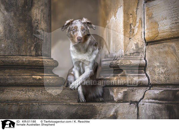 Australian Shepherd Hndin / female Australian Shepherd / KR-01186