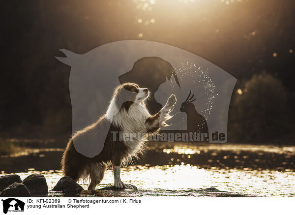junger Australian Shepherd / young Australian Shepherd / KFI-02369
