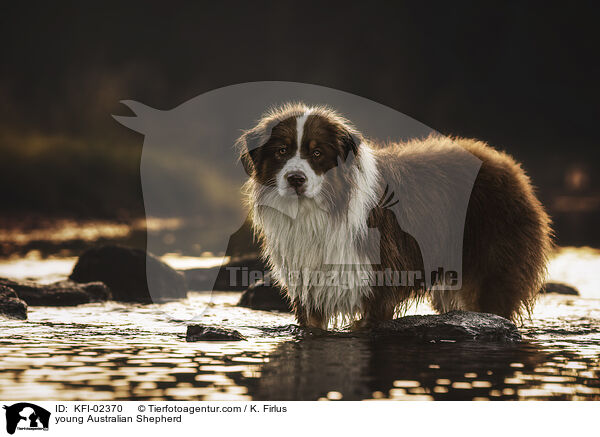 junger Australian Shepherd / young Australian Shepherd / KFI-02370