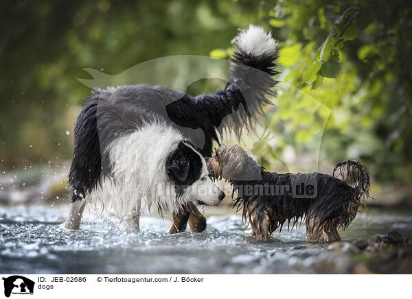 Hunde / dogs / JEB-02686