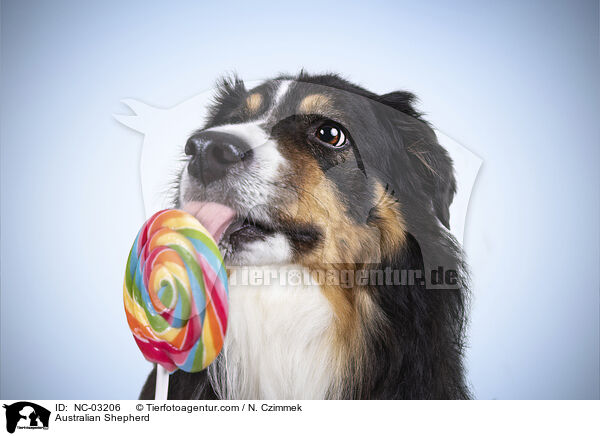 Australian Shepherd / Australian Shepherd / NC-03206