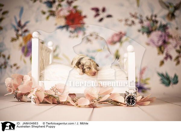Australian Shepherd Welpe / Australian Shepherd Puppy / JAM-04663