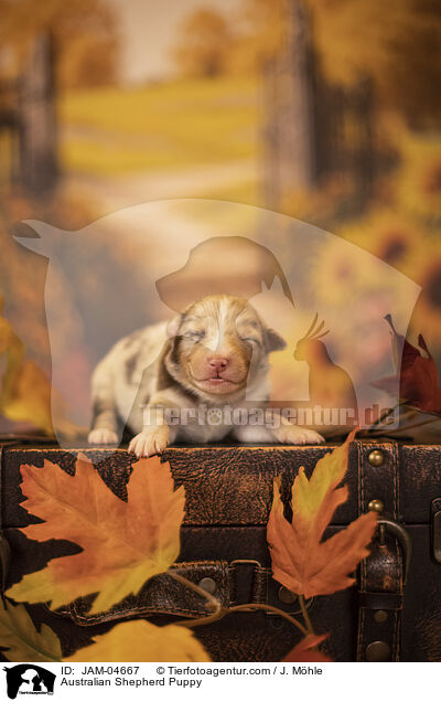 Australian Shepherd Welpe / Australian Shepherd Puppy / JAM-04667