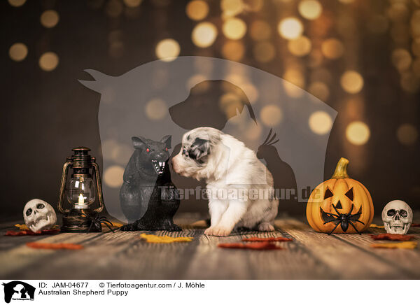 Australian Shepherd Welpe / Australian Shepherd Puppy / JAM-04677