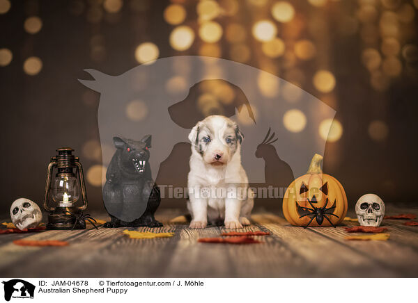 Australian Shepherd Welpe / Australian Shepherd Puppy / JAM-04678