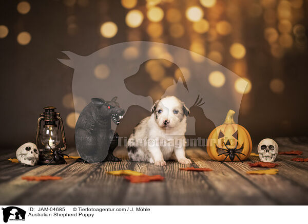 Australian Shepherd Welpe / Australian Shepherd Puppy / JAM-04685